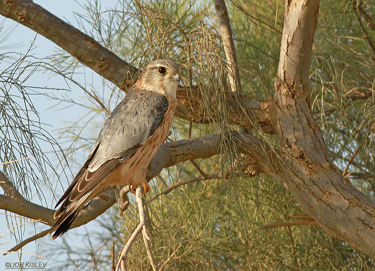    Merlin  Falco columbarius    Urim, north western Negev, 28-12-12 ,Lior Kislev                                         